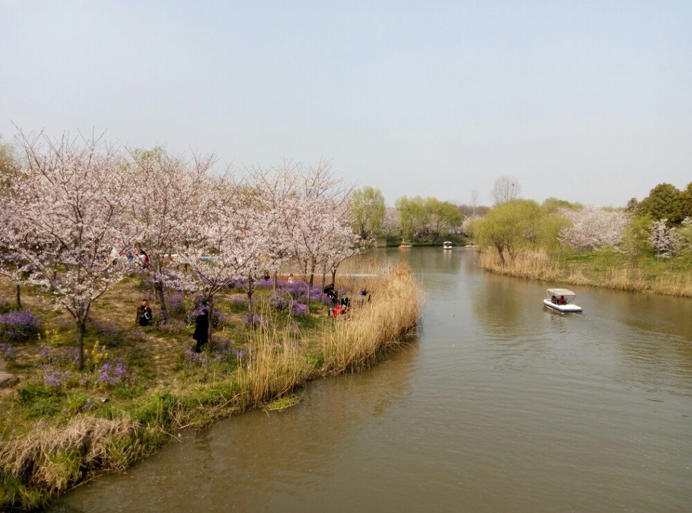 顾村公园旅游景点攻略图