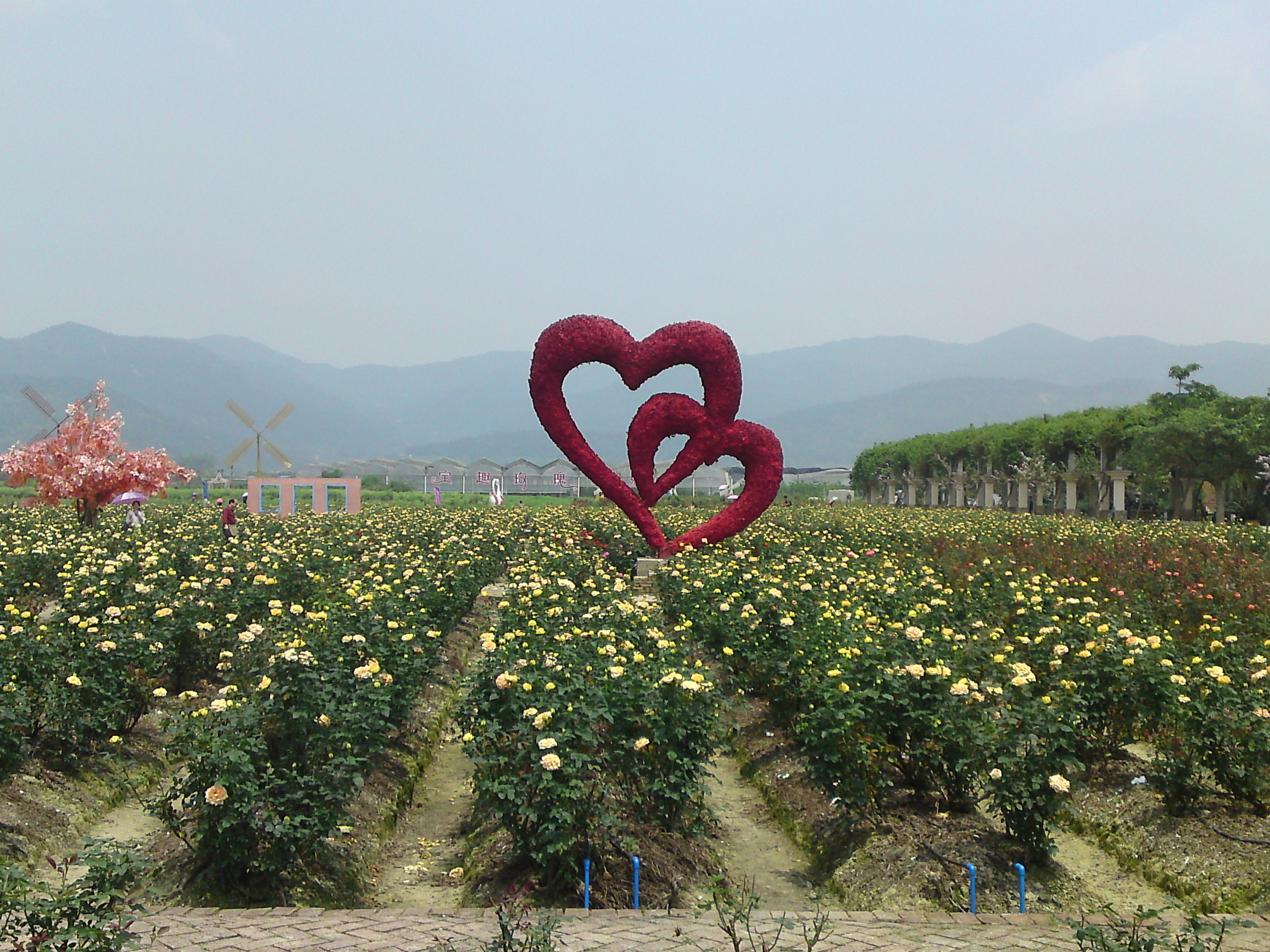 2019宝趣玫瑰世界_旅游攻略_门票_地址_游记点评,从化旅游景点推荐