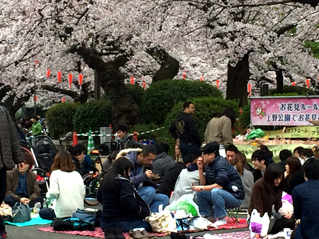 日本东京樱花祭