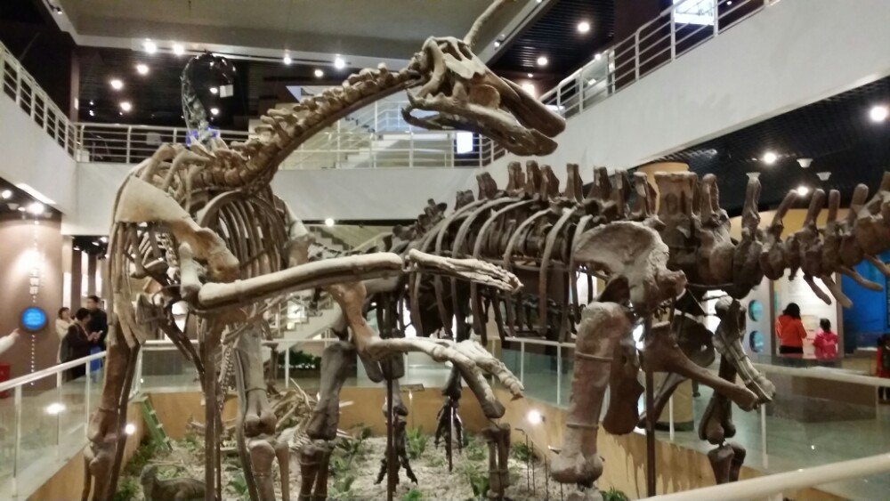 中国古动物馆好玩吗|中国古动物馆|中国古动物