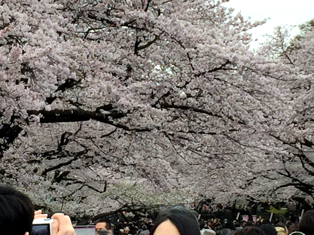 日本东京樱花祭