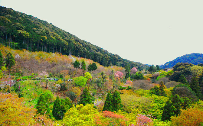 岛国春天,唯樱花君和美食不可辜负(私人订制东京京都5
