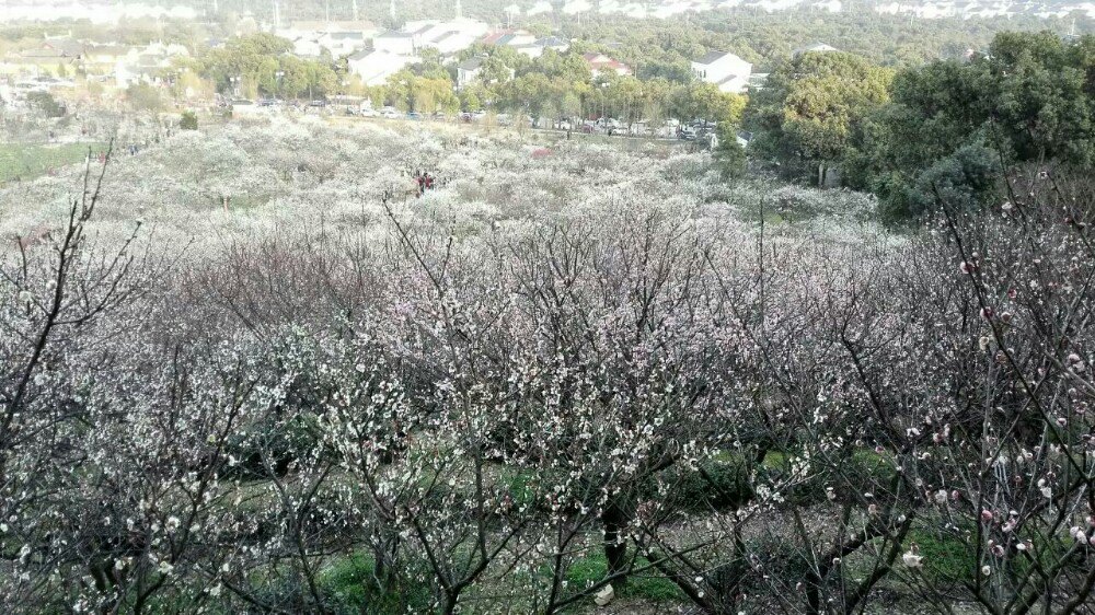 香雪海