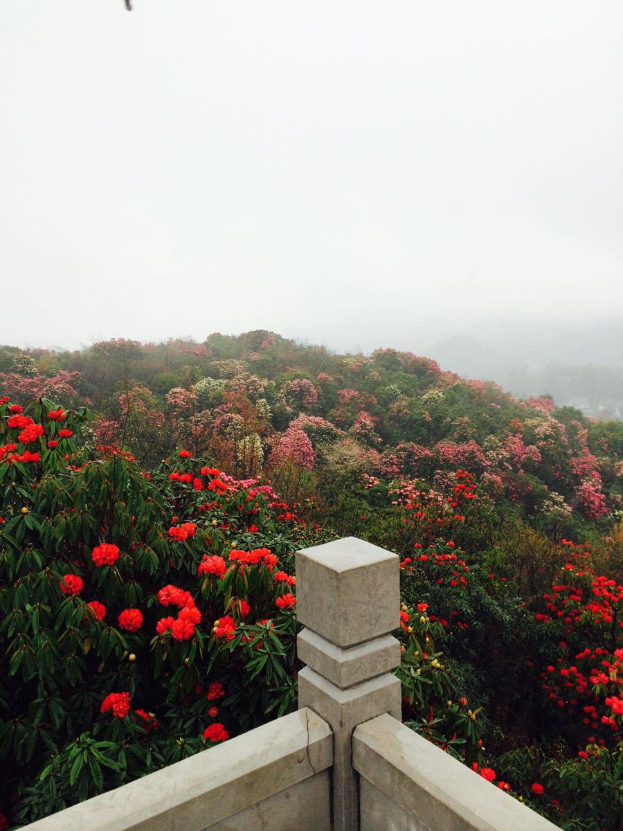 百里杜鹃风景区