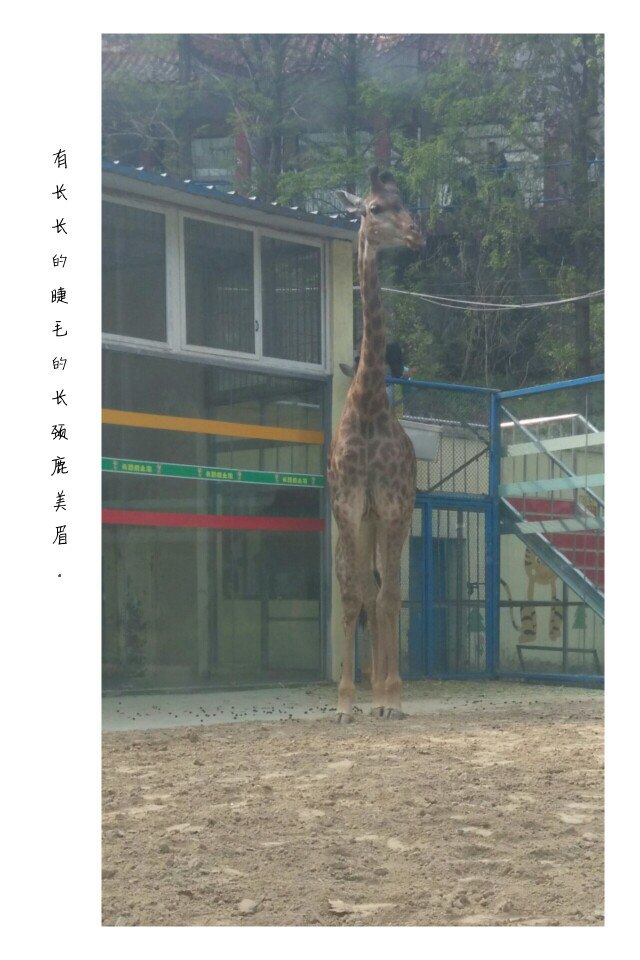 人民公园挺大的,里面有游乐园,动物园。游乐园有碰碰车、小游艇、探险漂流、升降飞机、太空旋转仪、电动转马、太空飞车、宇宙飞船、轨道车、公路赛车、空中荡椅、海盗船等各类目20多个,我去玩了空中惊叫,票价20,玩过空中惊叫后,工作人员会另给一张票,去玩高空揽月半价10元。我认为还是挺刺激的,尤其是空中揽月。还有德国引进的山地滑道,号称鄂西北第一滑道,票价20。动物园票价20,里面有狮、虎、豹、熊、鸵鸟、毛牛、骆驼、长颈鹿等,还有海狮表演,时间大约是90分钟一次。