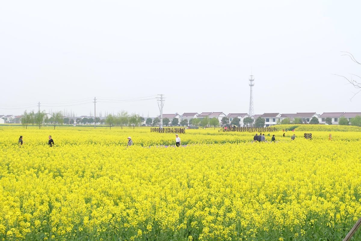 2019常阴沙花海_旅游攻略_门票_地址_游记点评,张家港旅游景点推荐