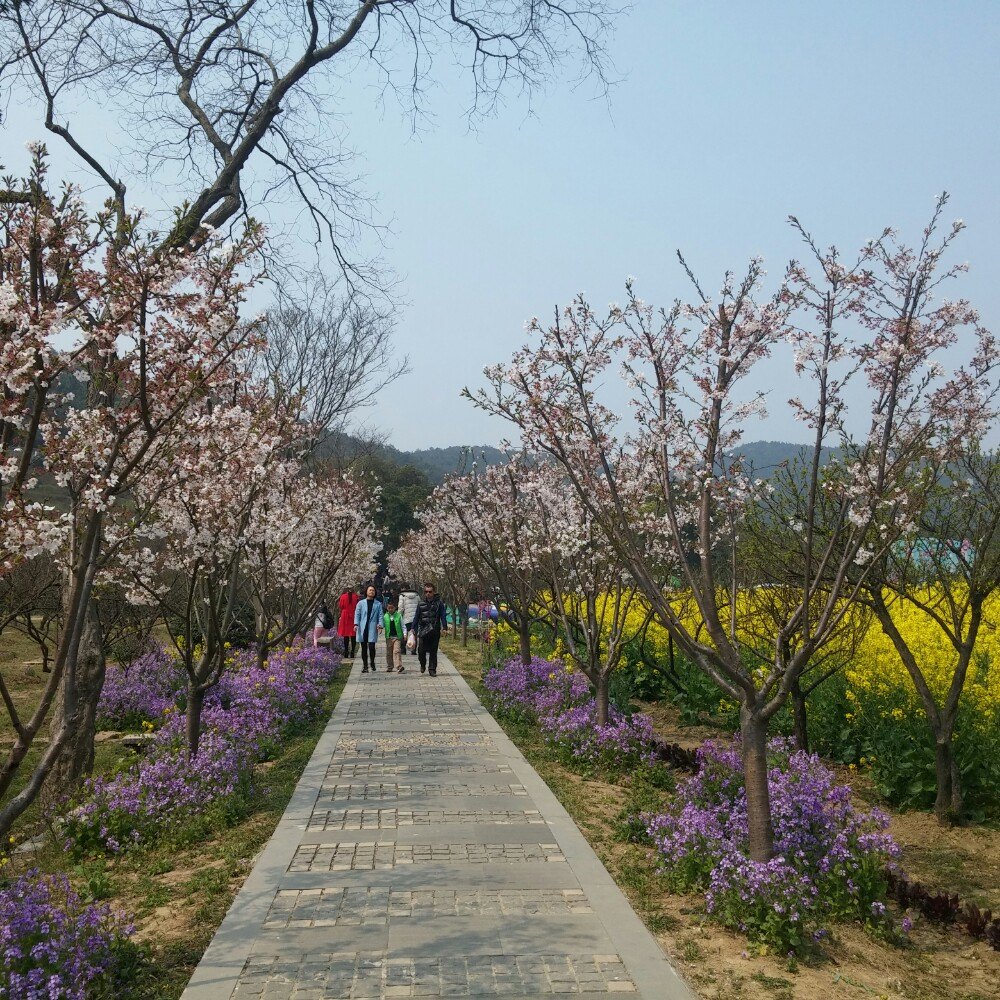 2019香雪海_旅游攻略_门票_地址_游记点评,苏州旅游