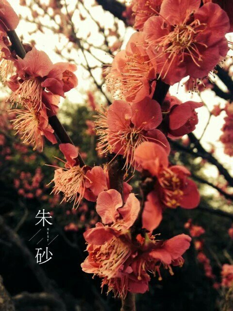 【携程攻略】江苏梅花山景点,梅花已悄然绽放了许多,疏影横斜,暗香