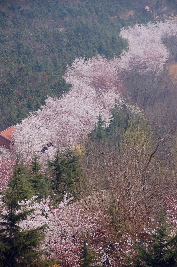 2021樱花山风景区游玩攻略,每个人都在努力记录花儿的婀.