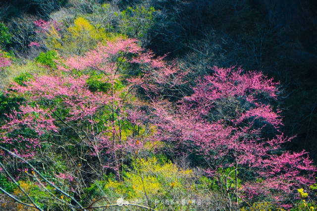 秀出你的花花来 唐家河紫荆花盛开