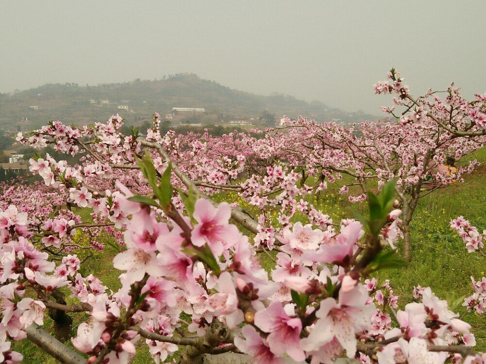 成都桃花故里好玩吗,成都桃花故里景点怎么样_点评