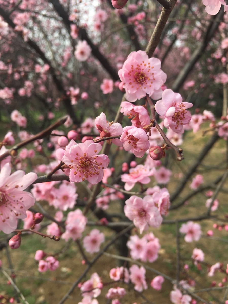 梅花山