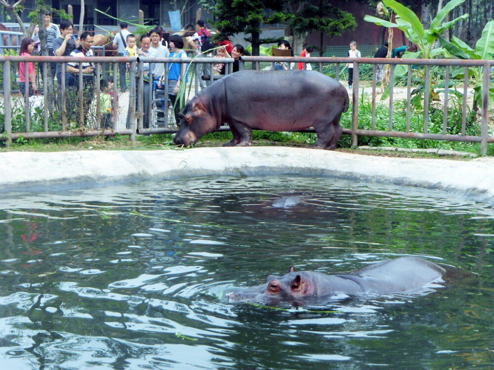宝宝去动物园视频