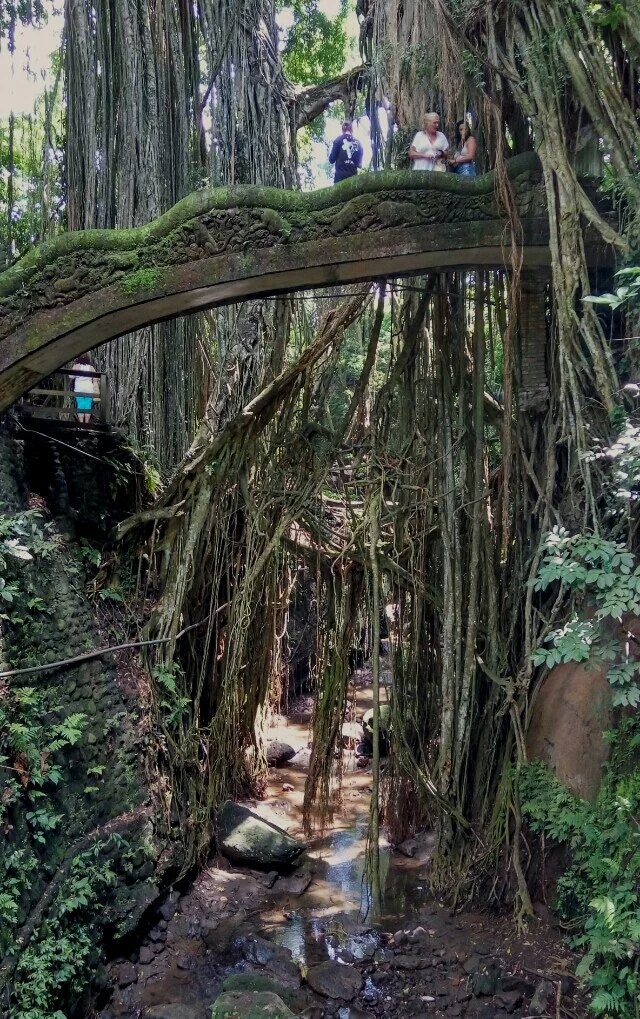 巴厘岛圣猴森林公园好玩吗,巴厘岛圣猴森林公园景点样