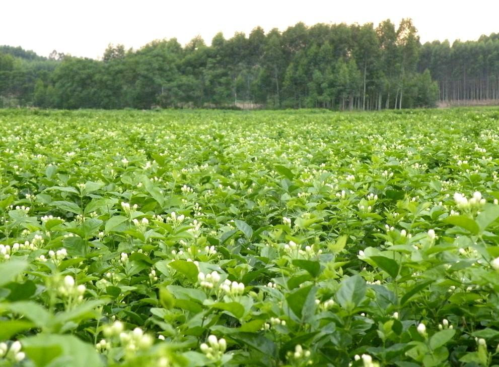 电影《茉莉威龙》开拍,展茉莉花之乡横县魅力 - 广西