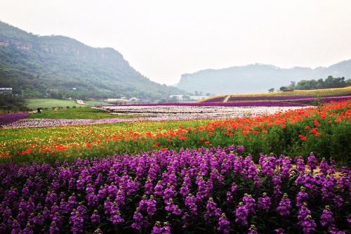 清溪谷旅游区花田酒地景区