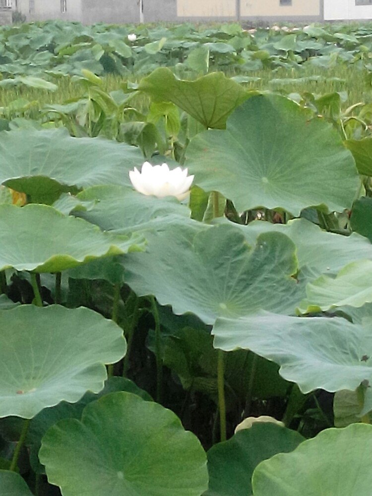 【携程攻略】陆良三岔河十里荷花景点,置身花海,游走!