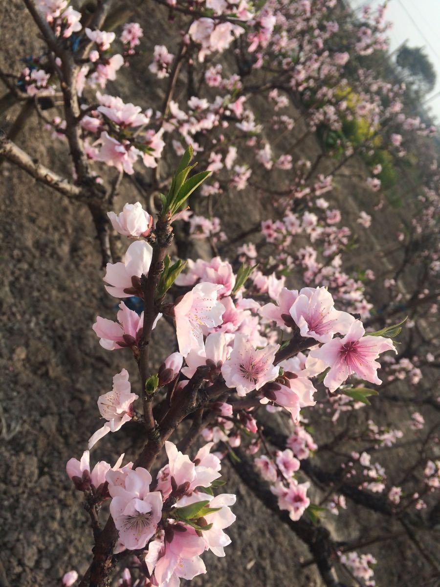 【携程攻略】上海南汇大团桃园景点,桃花如此美妙,花