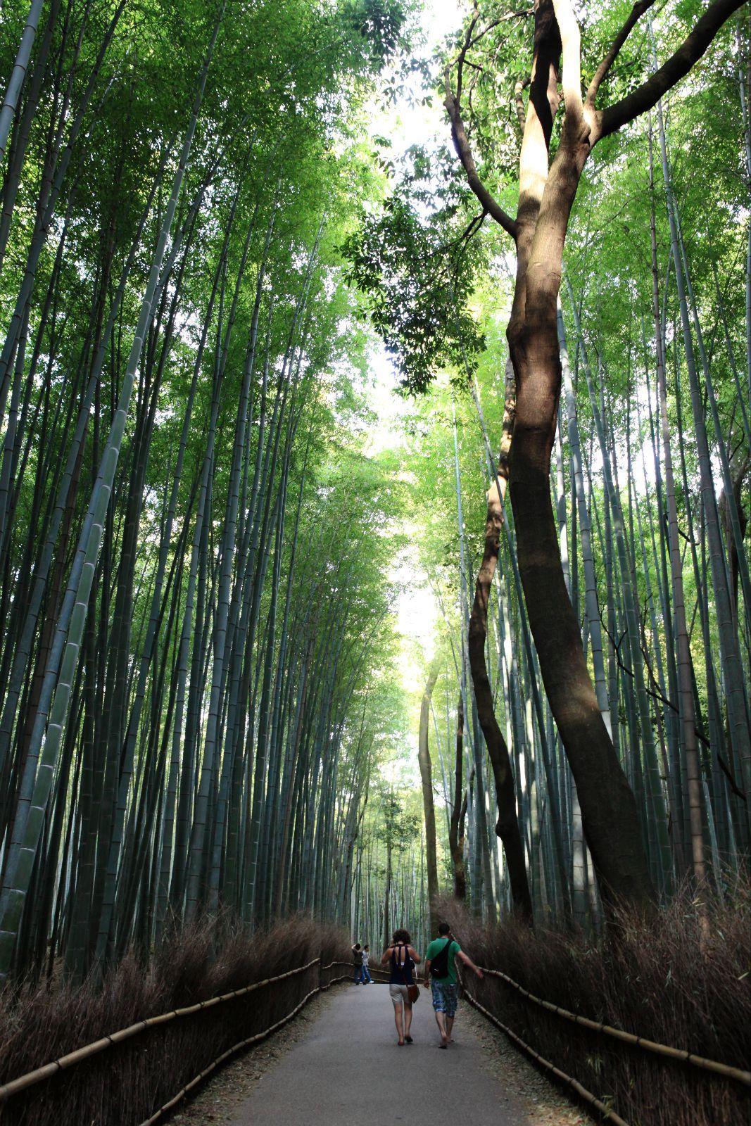 【携程攻略】近畿地方京都府京都嵯峨野竹林好玩吗,野