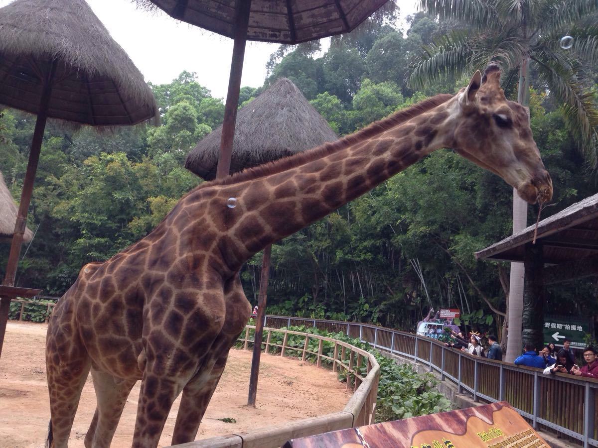 长隆野生动物世界