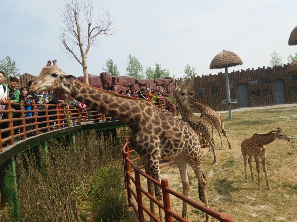 标签: 动物园 旅游景点 公园  济南野生动物世界共多少人浏览