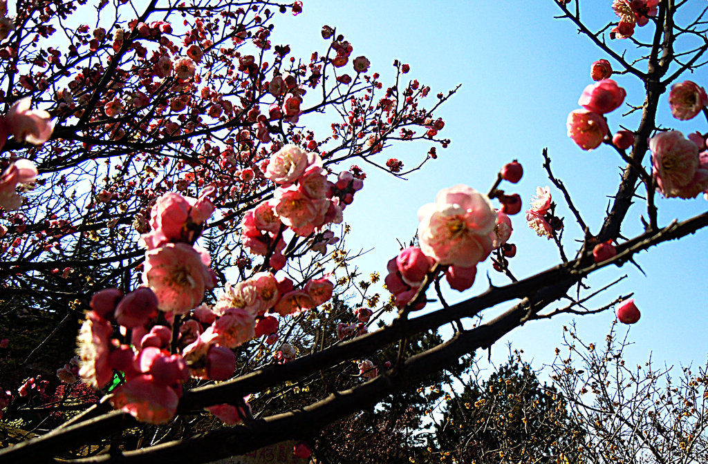 第十六届青岛梅花节今天提前开幕了.