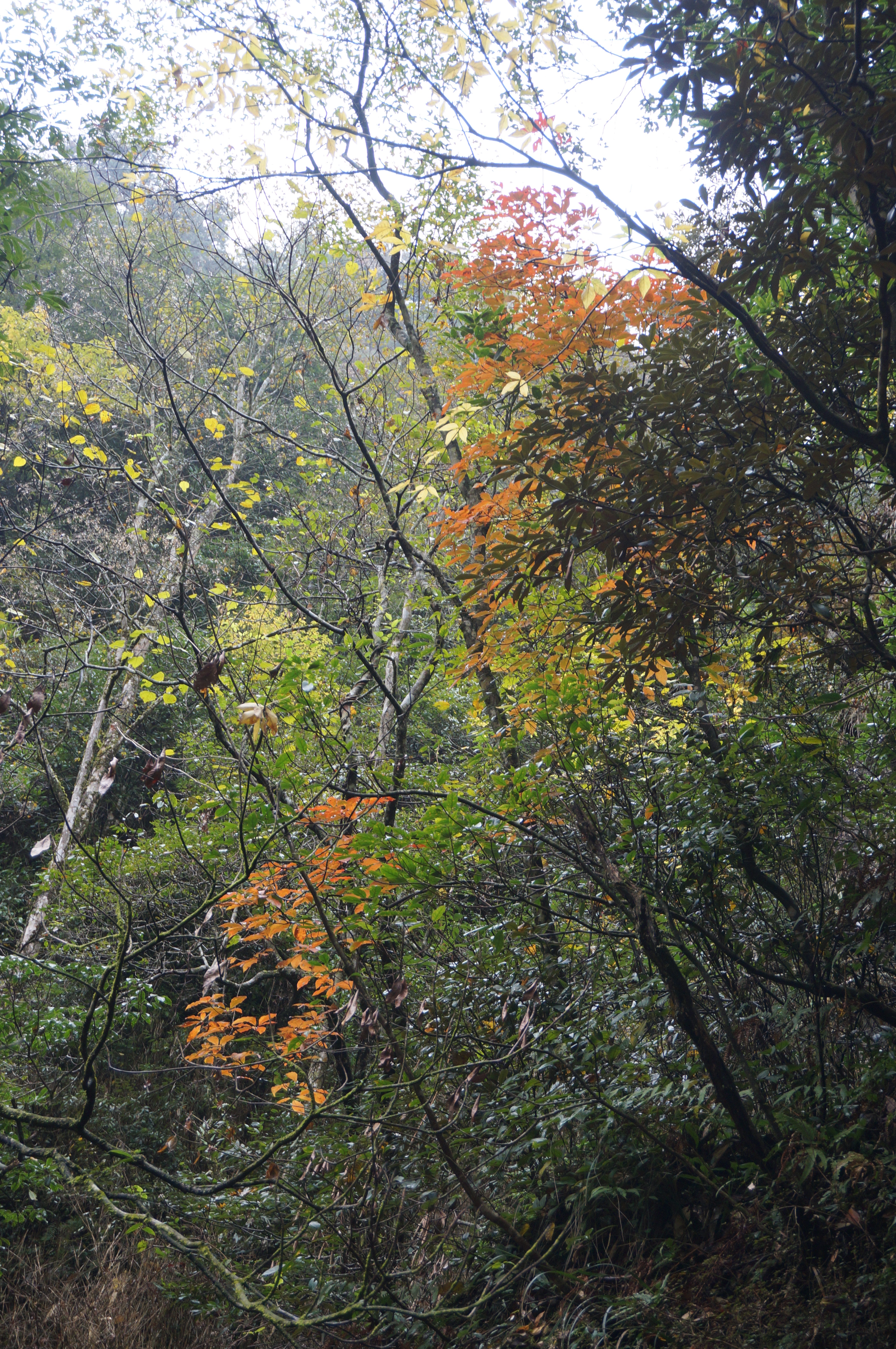 11.秋雨缠绕中的井冈山