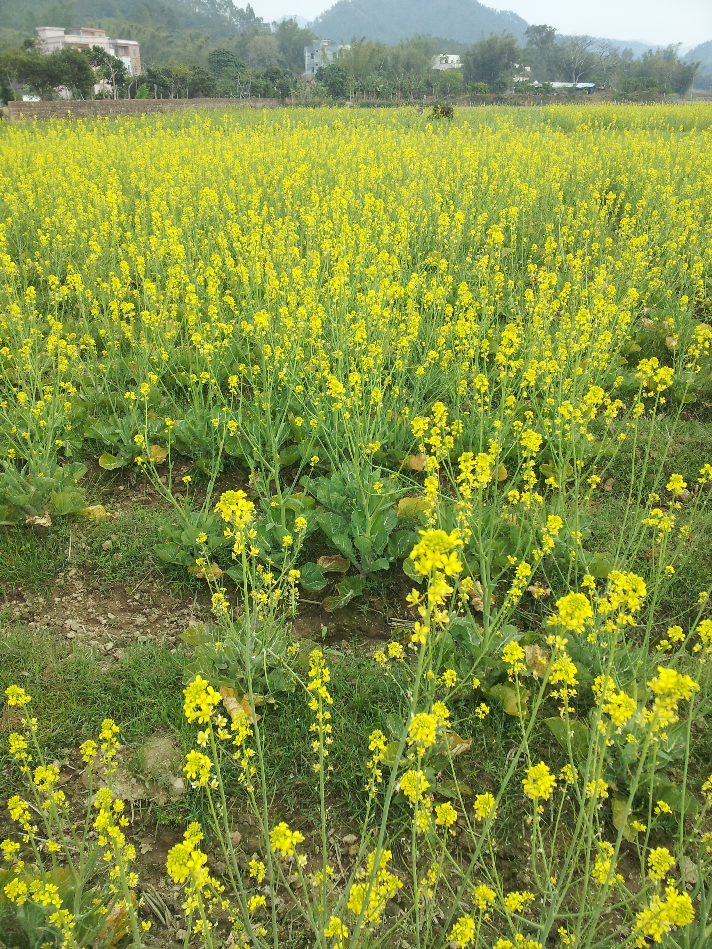 横沥油菜花