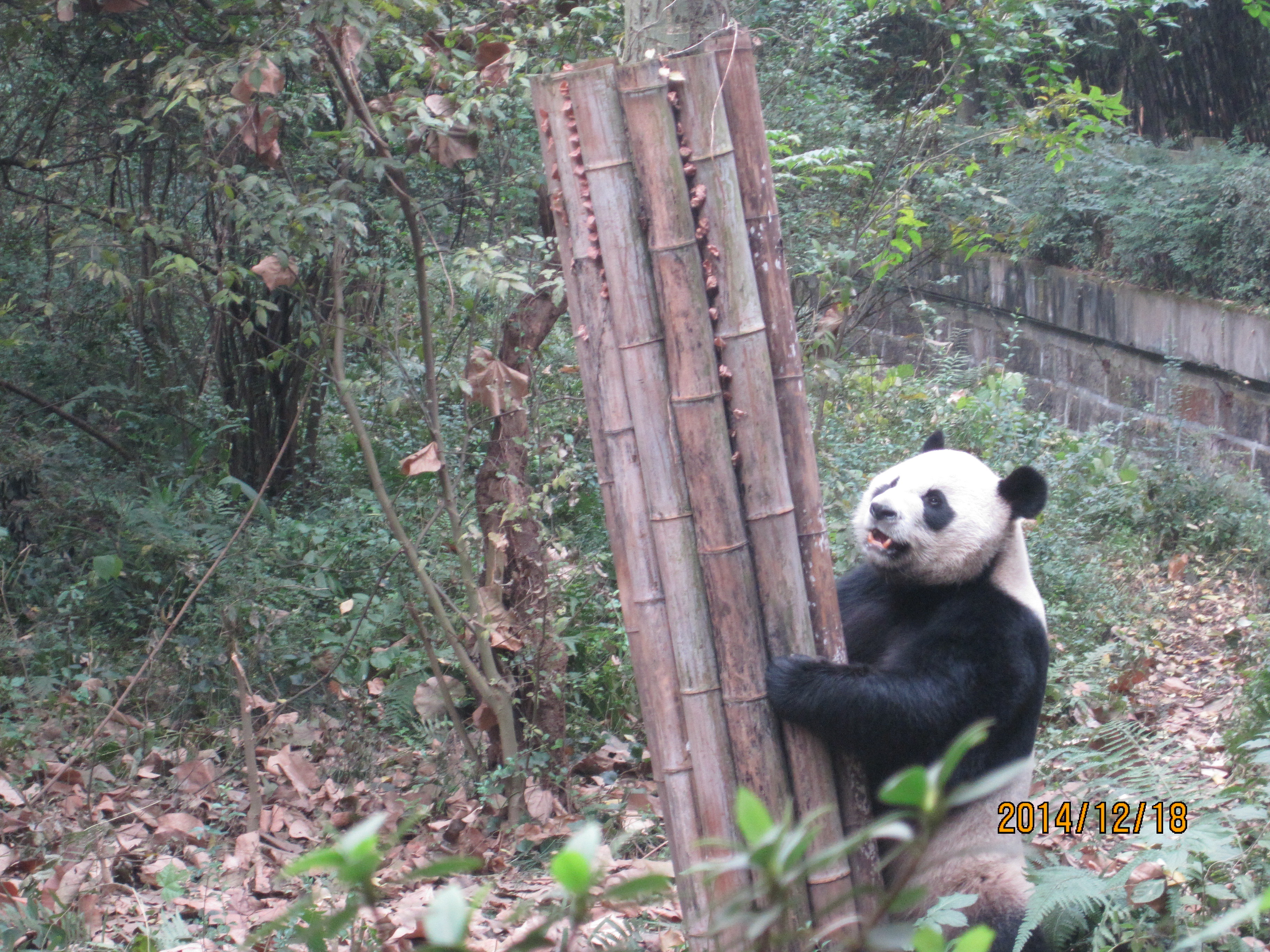 成都大熊猫繁育基地