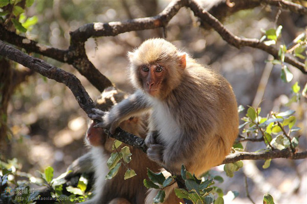 2014泸沽湖游玩攻略+里格住宿攻略 - 泸沽湖游