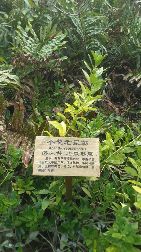                    小花老鼠簕