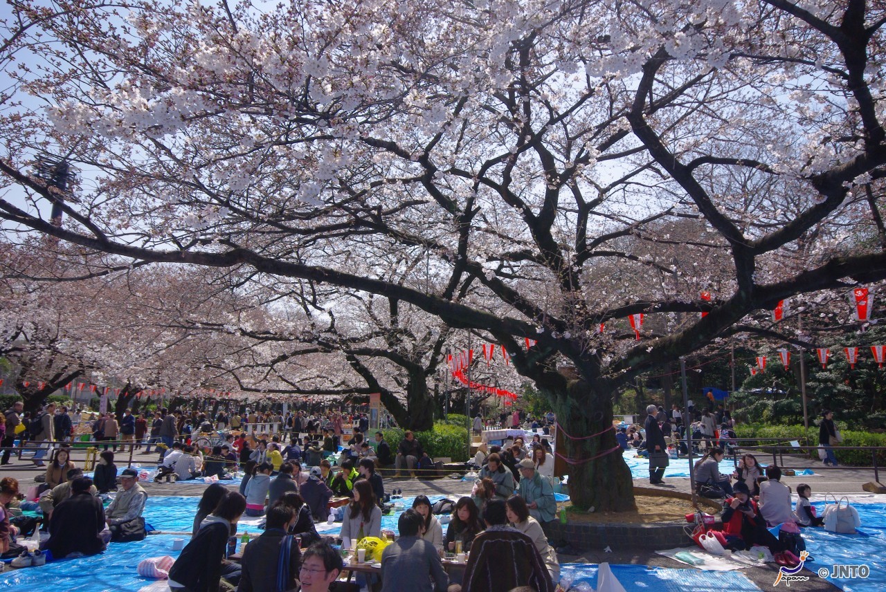 上野公园是东京最著名的赏樱胜地.园内樱花数目多达1200棵.