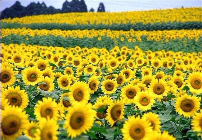 东西湖郁金香主题公园 百万葵花 九月邀您看葵