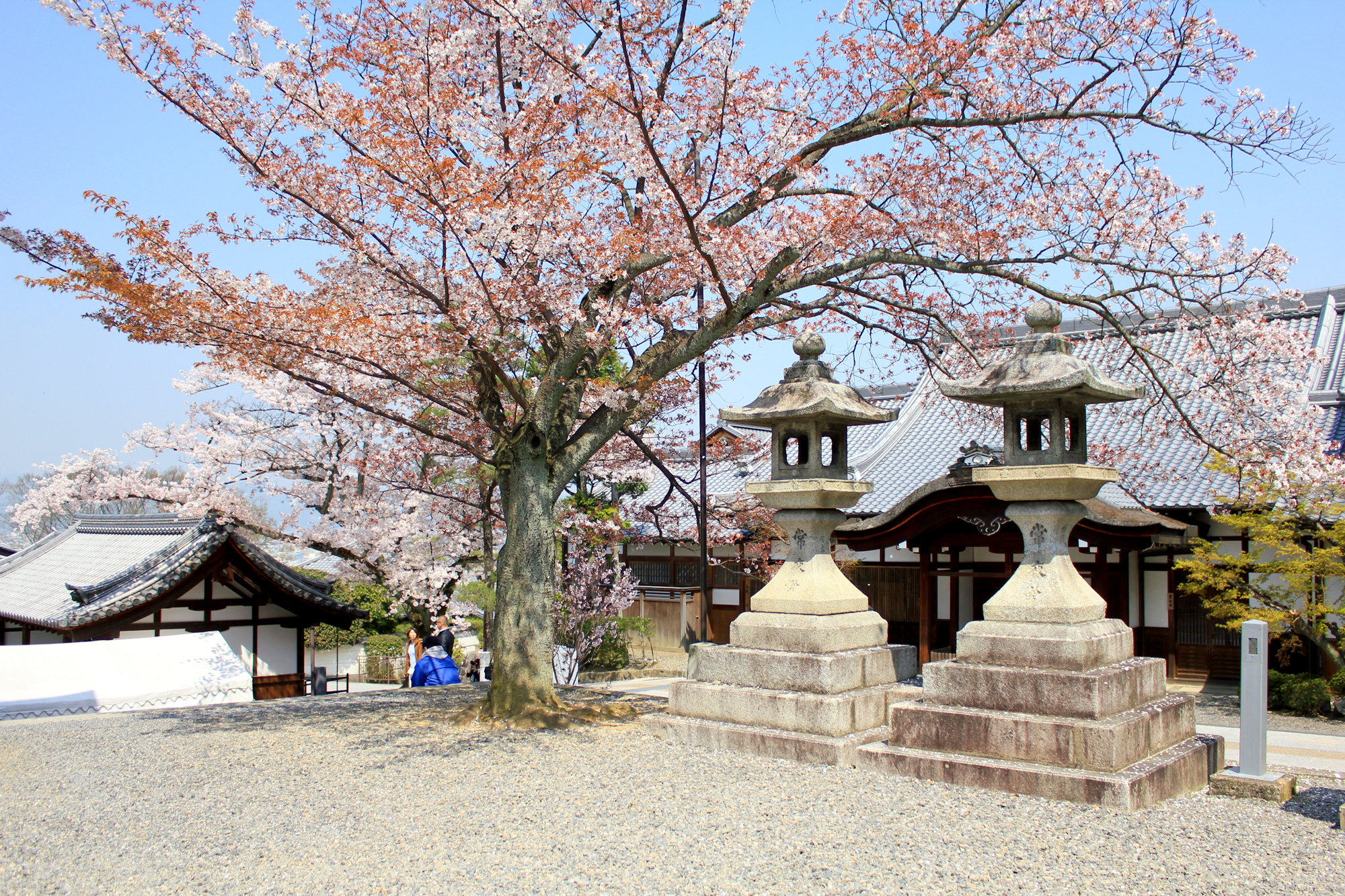 日本关西樱花季——赏樱与美食之旅(大阪/京都/奈良)