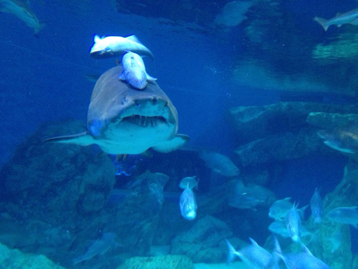 成都海昌极地海洋世界