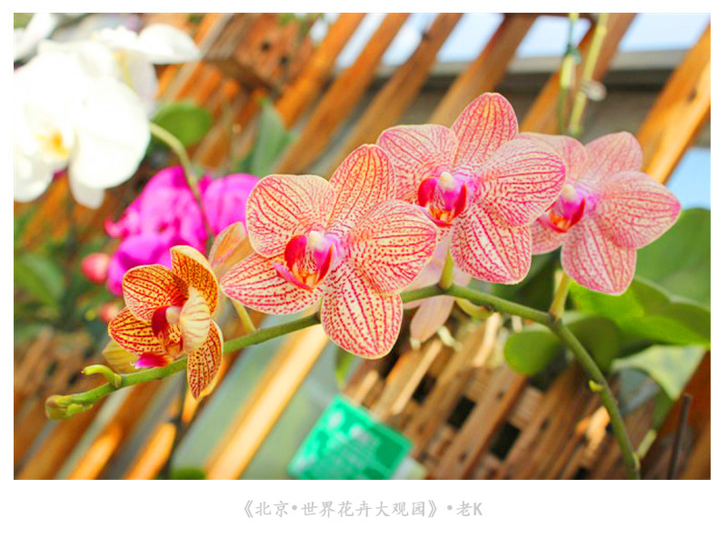 2019世界花卉大观园_旅游攻略_门票_地址_游记点评