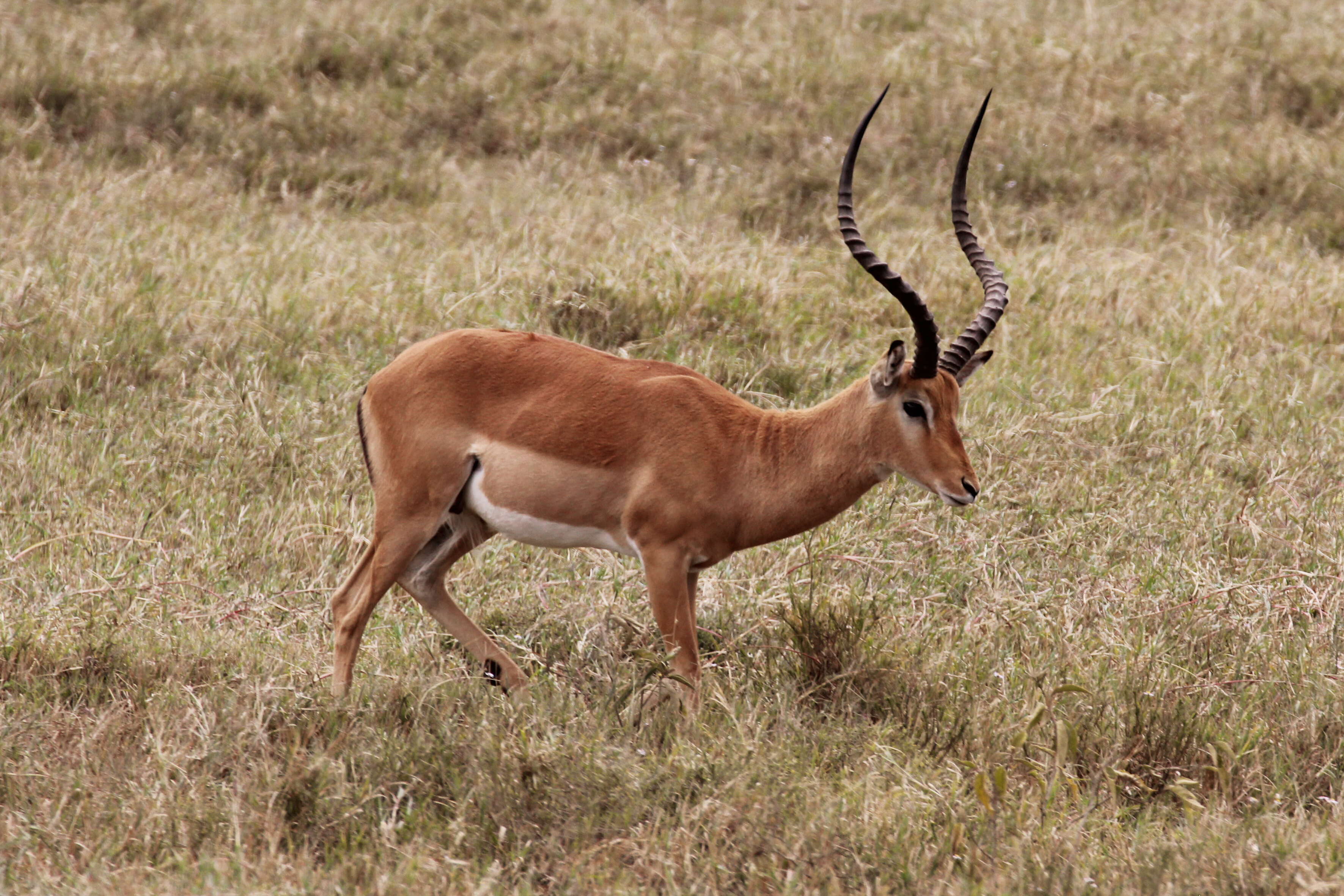 2013肯尼亚游猎,见证角马大迁徙