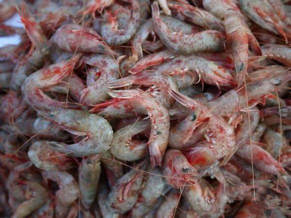 53 硬壳虾——须赤虾