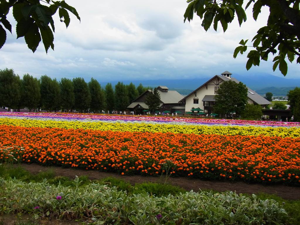 日本北海道5日跟团游(3钻)·羊驼 牧场/升级五钻温泉