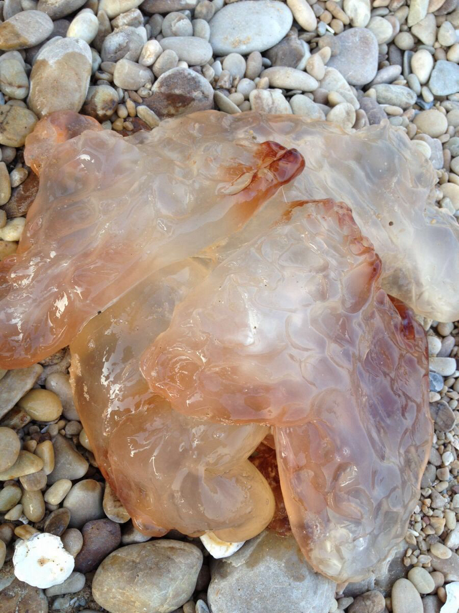 我们叫海蜇皮                            