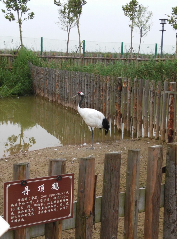 盐城大丰港动物园看熊猫