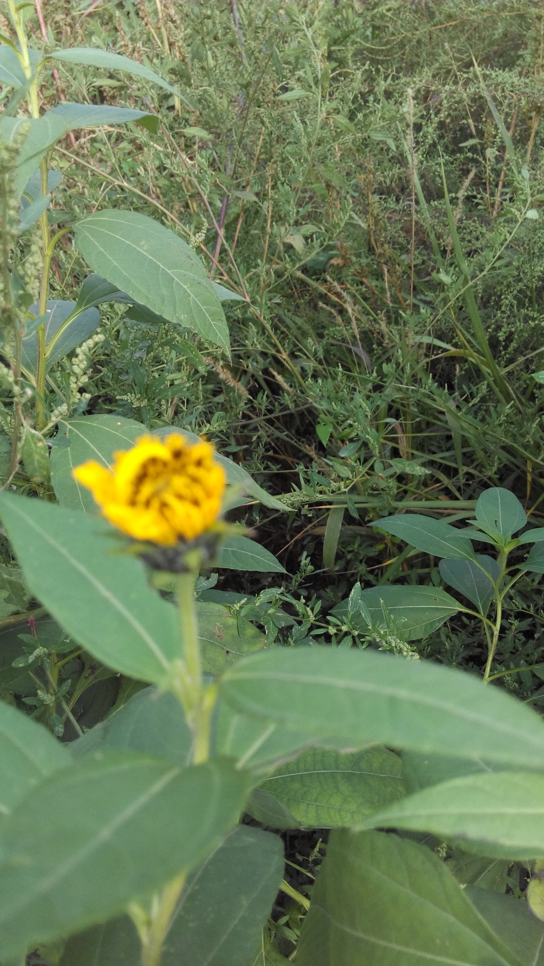 洋姜花