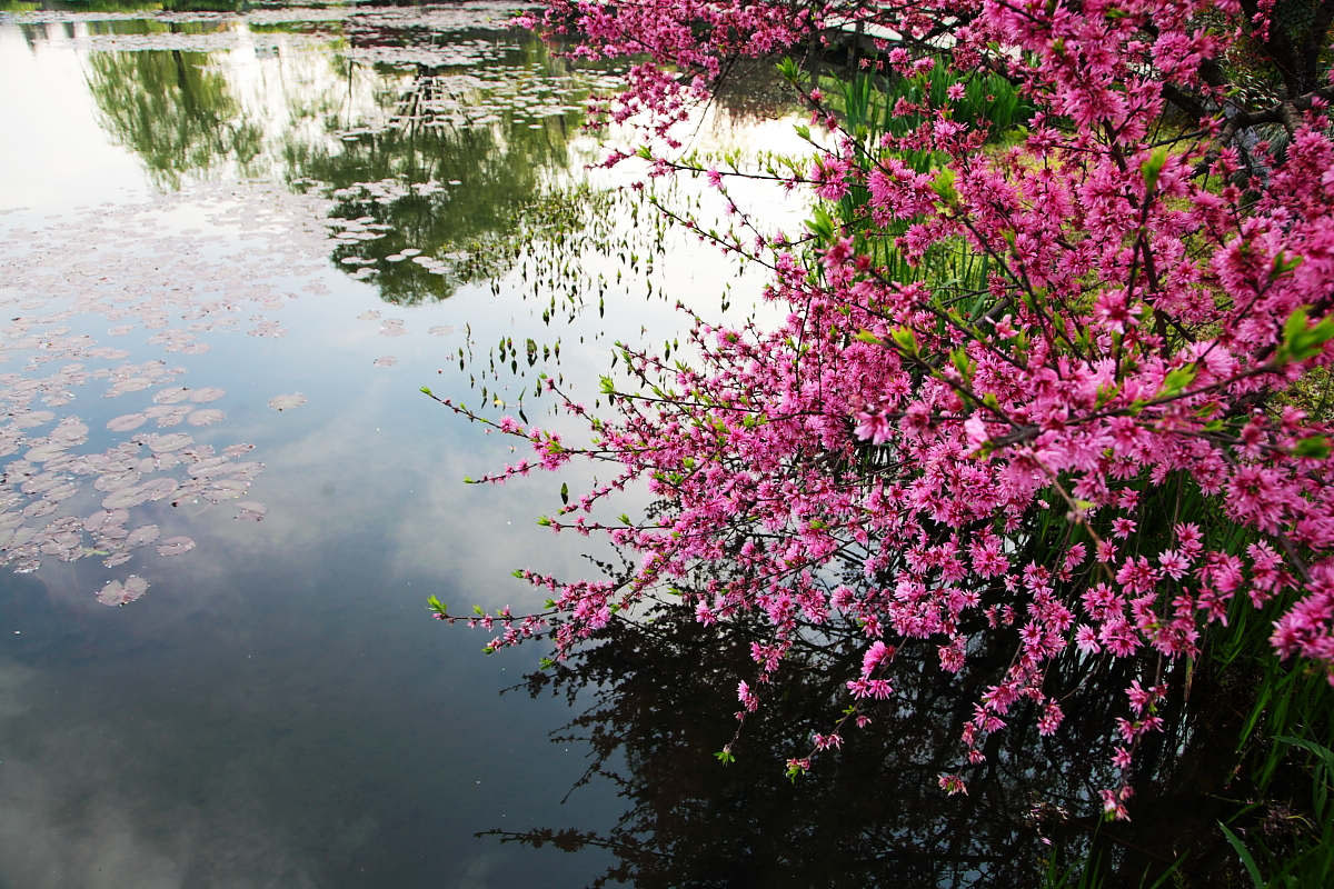 江南莲花风景图片