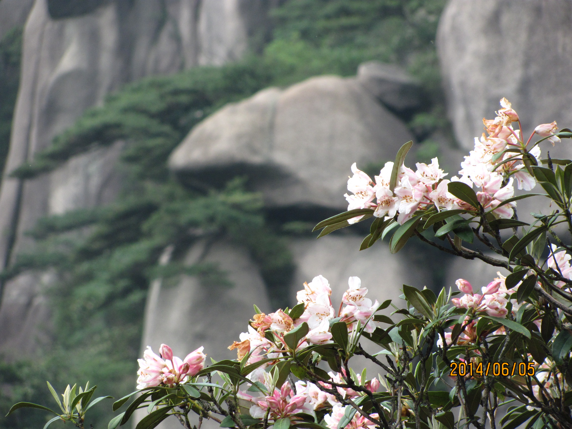 庙堂江湖第一季:杜鹃开满三清山