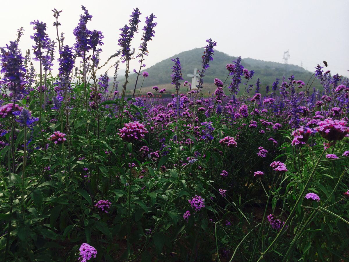 紫云花汐