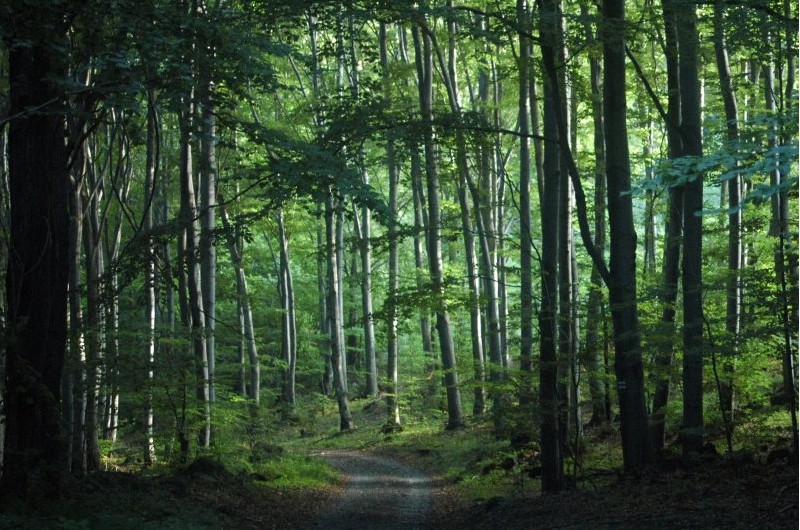 盘点全球二十大宁静森林 享受大自然的拥抱