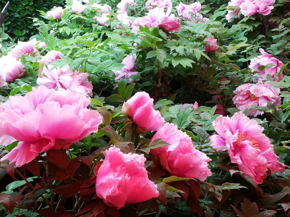 【洛阳牡丹】花团紧簇