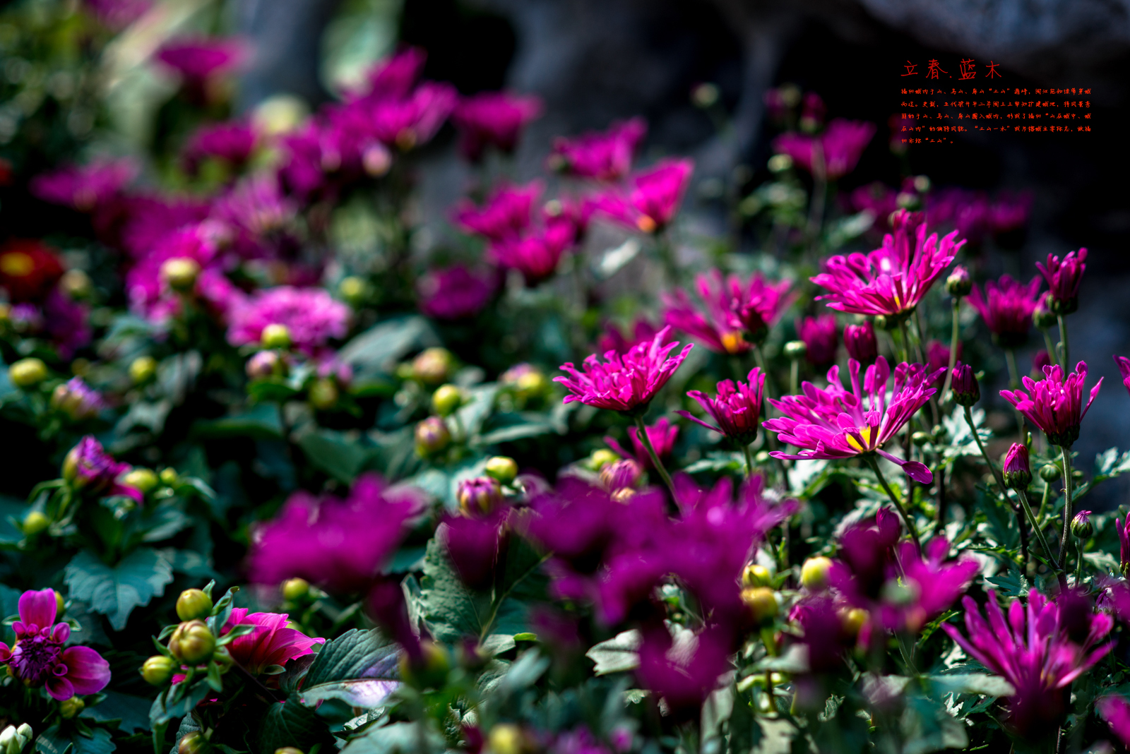 福州花事.立春