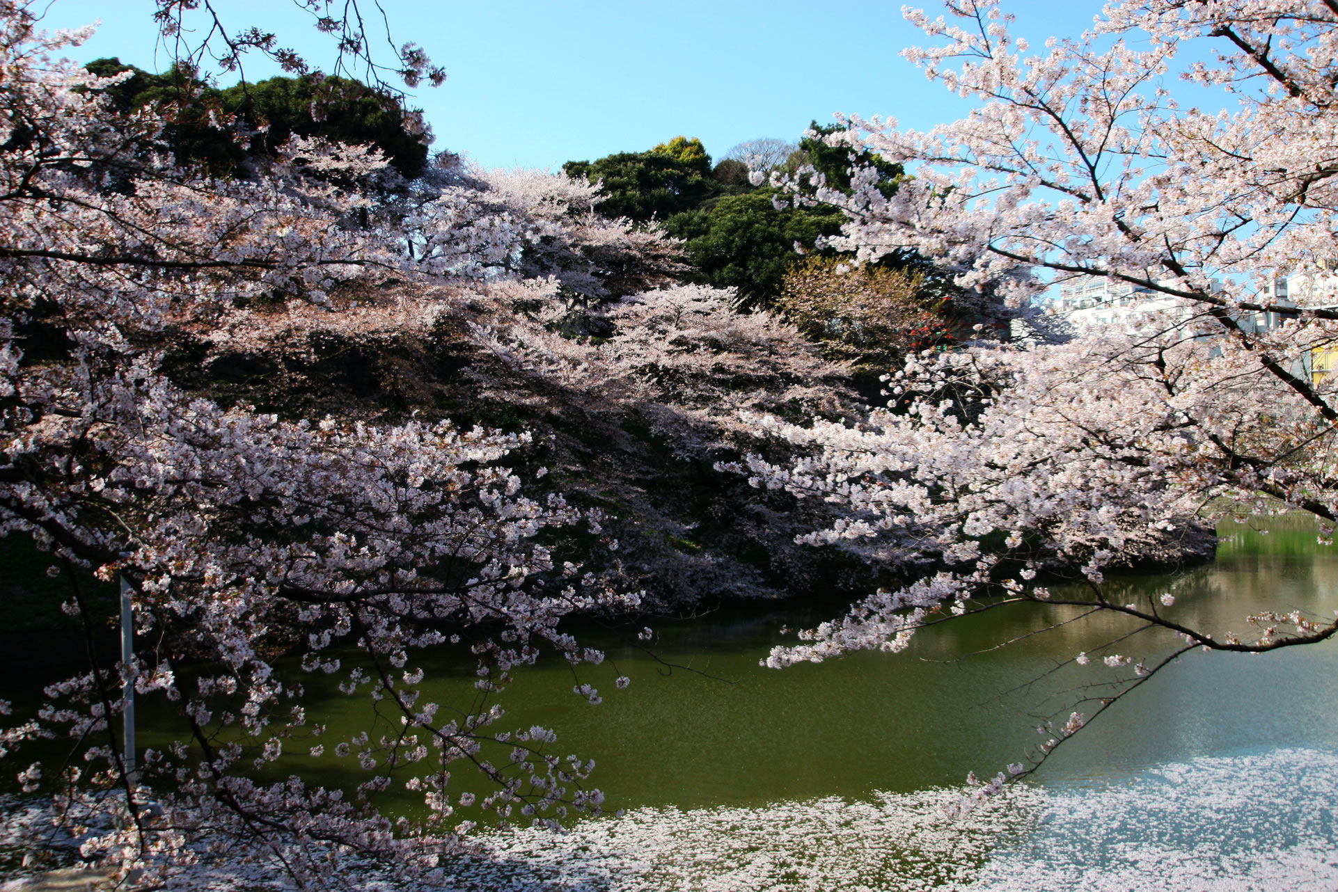               樱花漫地 上野公园