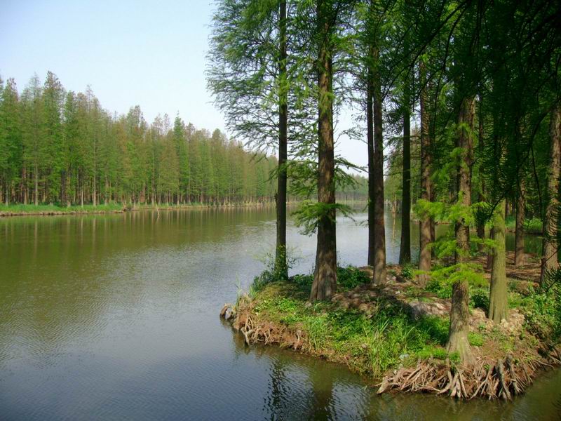 溱湖国家湿地公园